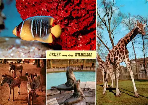 AK / Ansichtskarte 73933616 Zoo_Gardin_Zoologique-- Wilhelma Fisch Giraffe Zebras 
