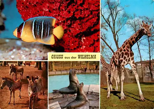 AK / Ansichtskarte  Zoo_Gardin_Zoologique-- Wilhelma Fisch Giraffe Zebras 