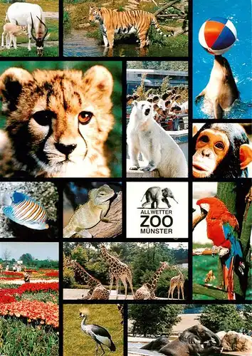 AK / Ansichtskarte 73933619 Zoo_Gardin_Zoologique-- Muenster 