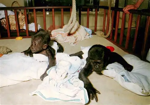 AK / Ansichtskarte  Zoo_Gardin_Zoologique-- Stuttgart Bad cannstatt Wilhelma Baby-Gorillas Aufzuchthaus