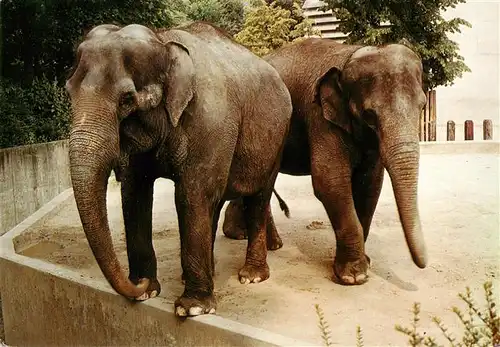 AK / Ansichtskarte  Elefant Stuttgart-Bad Cannstatt Wilhelma