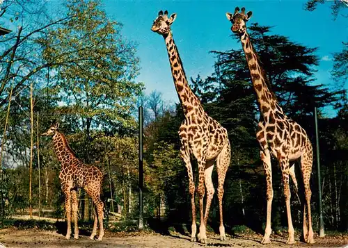 AK / Ansichtskarte 73933633 Giraffe Basel 