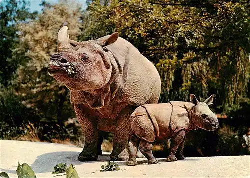 AK / Ansichtskarte  Zoo_Gardin_Zoologique-- Basel Indisches Panzernashorn