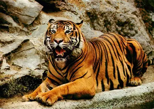 AK / Ansichtskarte 73933635 Tiger__Tigre-- Zoo Frankfurt am Main