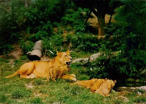 AK / Ansichtskarte  Zoo_Gardin_Zoologique-- Salzburg Hellbrunn Ranga Jungen bei der Traenke