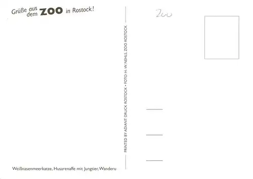 AK / Ansichtskarte 73934046 Zoo_Gardin_Zoologique-- Rostock Weissnasenmeerkatz Husarenaffe Wanderu
