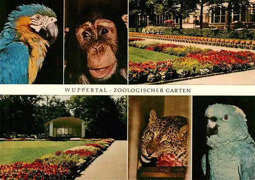 AK / Ansichtskarte  Zoo_Gardin_Zoologique-- Wuppertal Ara Affe Papagai Leopard