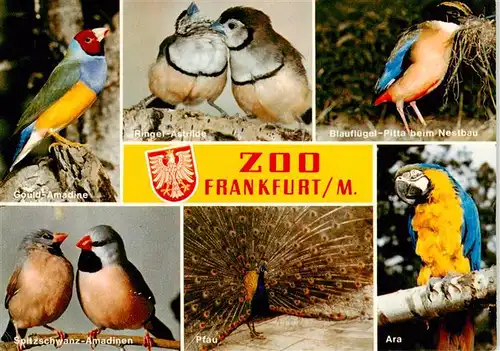 AK / Ansichtskarte  Zoo_Gardin_Zoologique-- Frankfurt am Main Spitzschwanz Amadinen Pfau Ara Blaufluegel Pitta RingelAstrilde Gauld Amadine