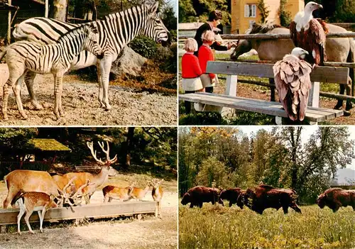 AK / Ansichtskarte  Zoo_Gardin_Zoologique-- Damara-Zebras Weisskopfgeier Rot- und Damwild Wisente