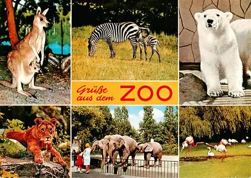 AK / Ansichtskarte  Zoo_Gardin_Zoologique-- Eisbaer Zebras Elefant Loewe 