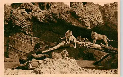 AK / Ansichtskarte  Zoo_Gardin_Zoologique-- Carl Hagenbeck´s Tierpark Stellingen-Hamburg Offene Loewenschlucht