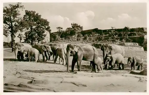 AK / Ansichtskarte 73936822 Zoo_Gardin_Zoologique-- Carl Hagenbeck´s Tierpark Hamburg-Stellingen Elefanten Freisichtanlage