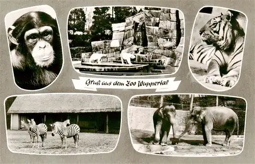 AK / Ansichtskarte 73936823 Zoo_Gardin_Zoologique-- Wuppertal Affe Tieger Eisbaer Zebra Elefanten