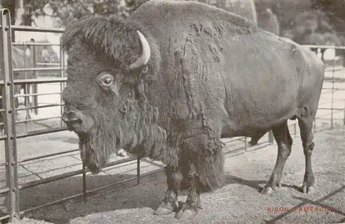 AK / Ansichtskarte  Zoo_Gardin_Zoologique-- Bison D Americue 