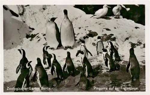 AK / Ansichtskarte  Zoo_Gardin_Zoologique-- Berlin Pinguine auf der Freianlage