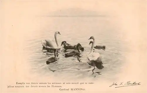 AK / Ansichtskarte  Schwan_Swan_Cygne Manning Albert Kuendig
