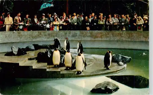 AK / Ansichtskarte  Zoo_Gardin_Zoologique-- Penguins in Stanley Park zoo Vancouver 