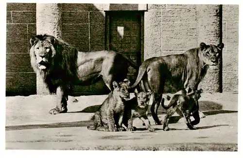 AK / Ansichtskarte  Zoo_Gardin_Zoologique-- Muenchner Tierpark Hellabrunr. Loewenfamilie