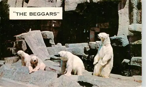 AK / Ansichtskarte  Zoo_Gardin_Zoologique-- The Beggars polar Bears at the Brookfield Chicago 