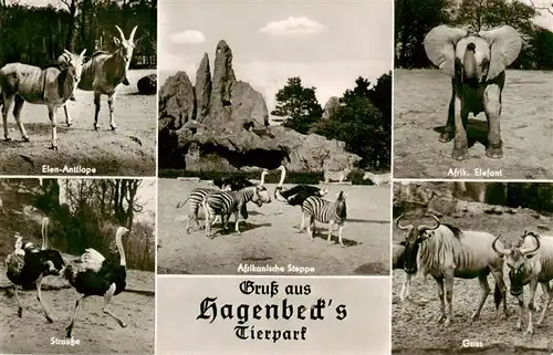 AK / Ansichtskarte 73937387 Zoo_Gardin_Zoologique-- Carl hagenbecks Hamburger-Stellingen Strausse Afrikanische Steppe Afr. Elefant Elen-Antilopen