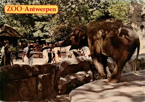 AK / Ansichtskarte  Elefant Zoo Antwerpen 