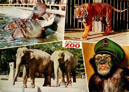 AK / Ansichtskarte 73938149 Zoo_Gardin_Zoologique-- Koeln Nilpferd Koenigstieger Elefanten Schimpanse Jacki
