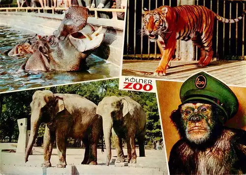 AK / Ansichtskarte  Zoo_Gardin_Zoologique-- Koeln Nilpferd Koenigstieger Elefanten Schimpanse Jacki