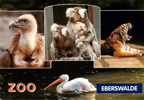 AK / Ansichtskarte 73938150 Zoo_Gardin_Zoologique-- Eberswalde Gaensegeier Weissbueschelaeffchen Krauskopfpelikan Sibir. Tieger