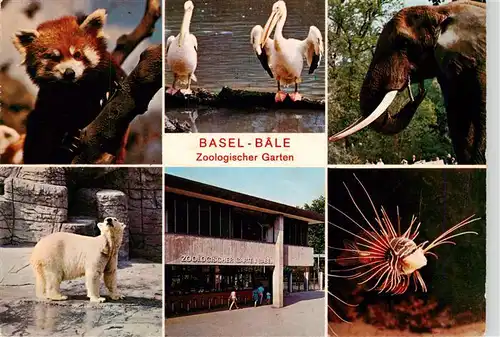 AK / Ansichtskarte  Zoo_Gardin_Zoologique-- Basel Eisbaer Fisch Elefant 