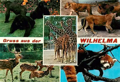 AK / Ansichtskarte  Zoo_Gardin_Zoologique-- Bad Cannstatt Wilhelma Gorilla Loewen Axishirsche Kleine Pandas Netzgiraffe