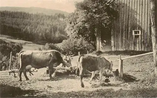 AK / Ansichtskarte  Landwirtschaft Kuehe Appenzellerbild 