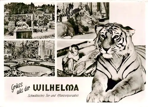 AK / Ansichtskarte  Zoo_Gardin_Zoologique-- Stuttgart-Bad Cannstatt Wilhelma Tieger Loewe Affe 