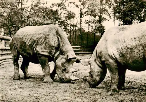 AK / Ansichtskarte  Nashorn Tierpark Berlin Spitzmaulnashoerner