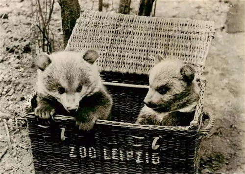 AK / Ansichtskarte  Zoo_Gardin_Zoologique-- Leipzig Junge Braunbaeren