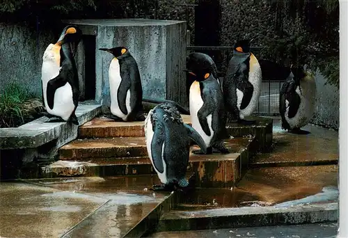 AK / Ansichtskarte  Pinguin Stuttgart-Bad Cannstatt Wilhelma Koenigspinguin