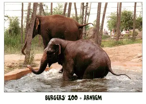 AK / Ansichtskarte 73939171 Elefant Burgers Zoo Arnhem Holland