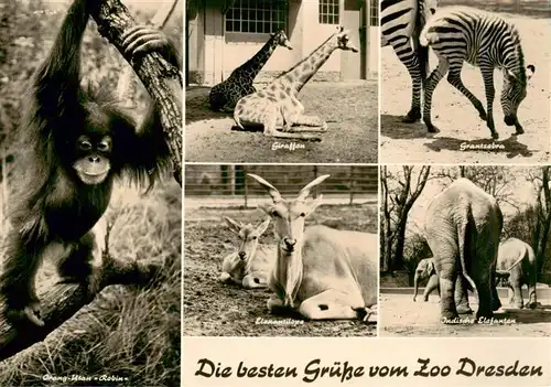 AK / Ansichtskarte 73939176 Zoo_Gardin_Zoologique-- Dresden Giraffen Elefanten Zebras Orang-Utan Robin