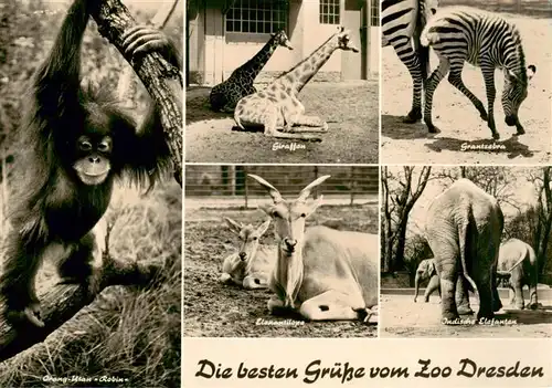 AK / Ansichtskarte  Zoo_Gardin_Zoologique-- Dresden Giraffen Elefanten Zebras Orang-Utan Robin