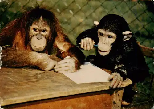AK / Ansichtskarte 73939178 Zoo_Gardin_Zoologique-- Berlin Orang Utan Schimpanse