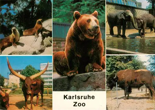 AK / Ansichtskarte  Zoo_Gardin_Zoologique-- Karlsruhe Baer Elefanten Stier 