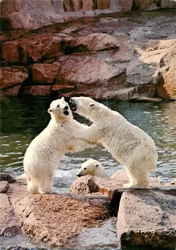 AK / Ansichtskarte  Zoo_Gardin_Zoologique-- Berlin Eisbaer 