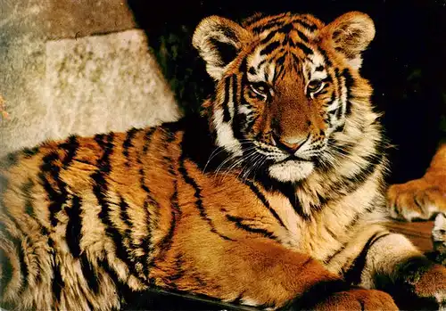 AK / Ansichtskarte  Zoo_Gardin_Zoologique-- Stuttgart_bad Cannstatt Wilhelma Siebirischer Tieger