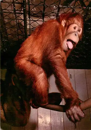 AK / Ansichtskarte  Zoo_Gardin_Zoologique-- Wilhelma Bad Cannstatt Orang-Utan