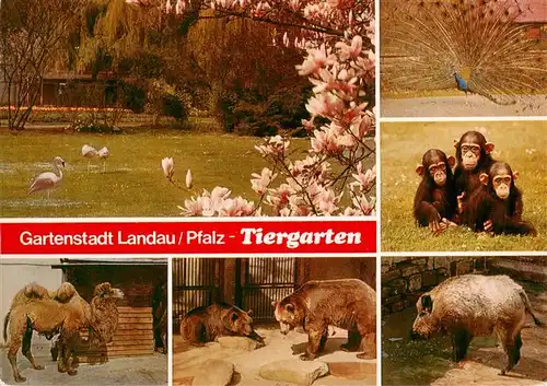 AK / Ansichtskarte  Zoo_Gardin_Zoologique-- Landau Pfalz Affen Baer Flamingos Kamel