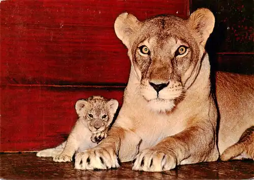 AK / Ansichtskarte  Loewe_Lion-- Zoologischer Garten Basel