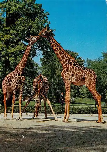 AK / Ansichtskarte 73940116 Giraffe Zoologischer Garten Hannover