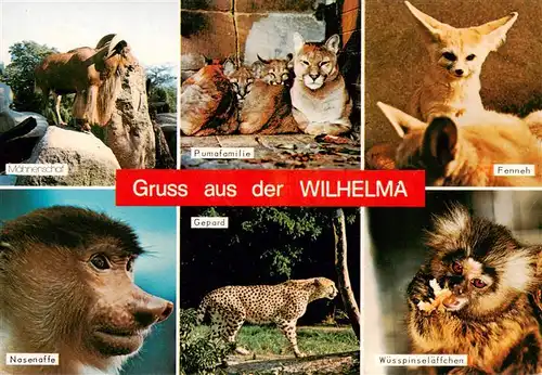 AK / Ansichtskarte  Zoo_Gardin_Zoologique-- Wilhelma Stuttgart Bad Cannstatt Nasenaffe Fenneh Pumafamilie Gepard Wuesspinselaeffchen