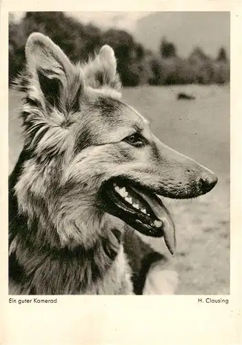 AK / Ansichtskarte  German_Shepard_Schaeferhund_Deutscher-- Kamerad H. Clausing 