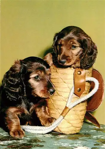 AK / Ansichtskarte  Dackel_Dachshund_Teckel_Hunde_dogs_Chiens_Cani Korb