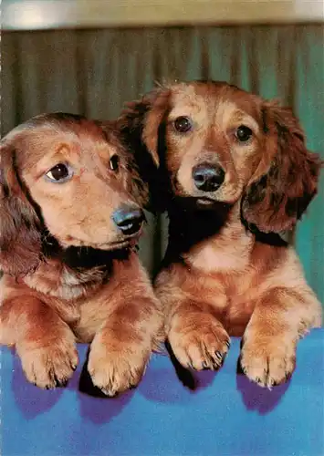 AK / Ansichtskarte  Dackel_Dachshund_Teckel_Hunde_dogs_Chiens_Cani zwei Hunde